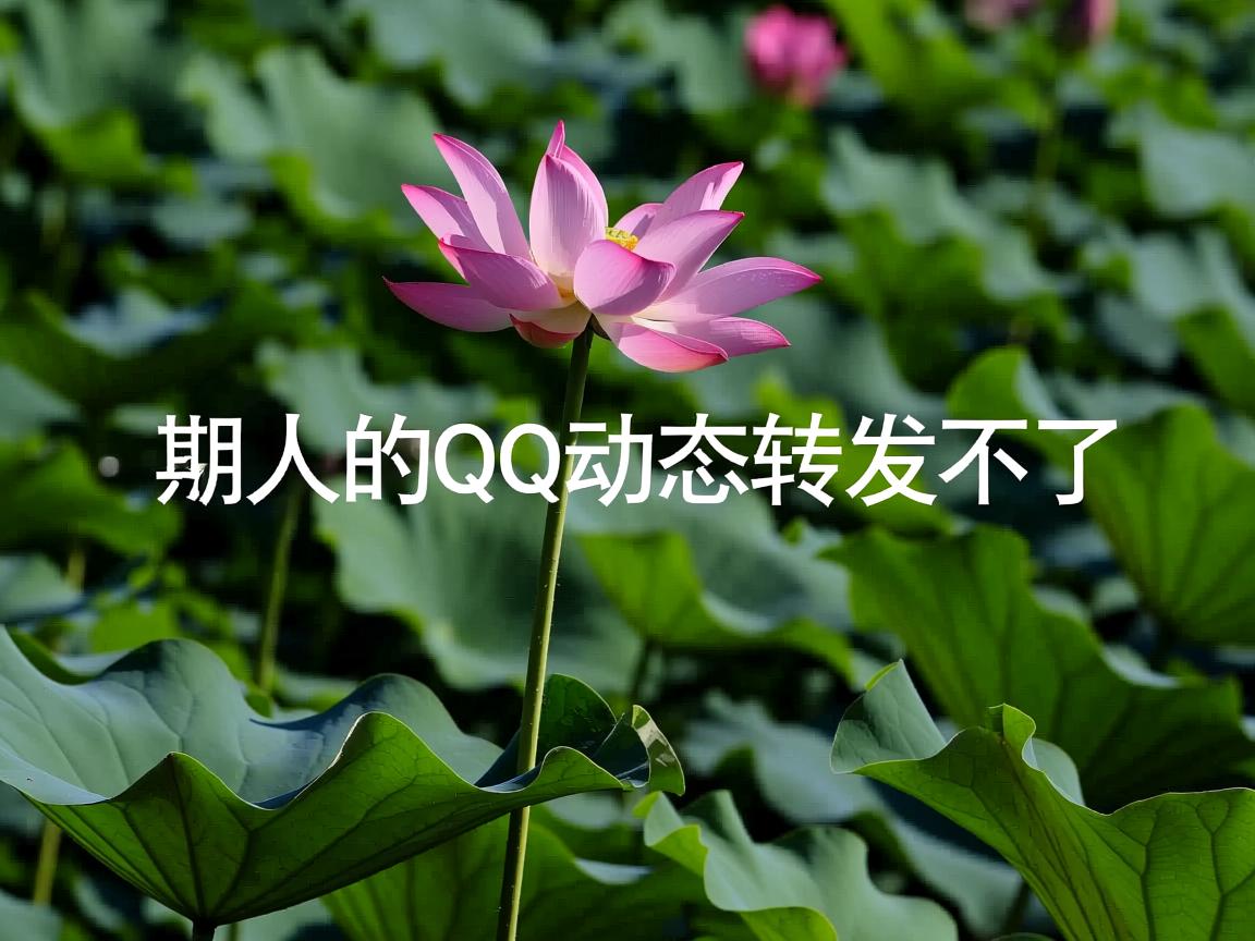 为什么别人的QQ动态转发不了  第3张